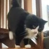 Images de profil de Nathalie - Blooming Pets - Petsitting et garde d'animaux à domicile