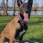 Pixel Mon Chien  Berger Belge Malinois Femelle - Garde d'animaux à domicile