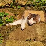 Mimi Mon Chat  Européen Mâle - Garde d'animaux à domicile