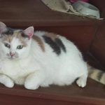 Rosalina Mon Chat  Européen Femelle - Garde d'animaux à domicile