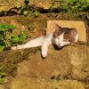 Images de profil de Nathalie - Blooming Pets - Petsitting et garde d'animaux à domicile