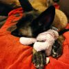 Images de profil de Nathalie - Blooming Pets - Petsitting et garde d'animaux à domicile