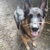 Images de profil de Nathalie - Blooming Pets - Petsitting et garde d'animaux à domicile