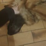 Pablo Mon Chien  Berger Allemand Mâle - Garde d'animaux à domicile