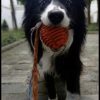 Images de profil de Nawel - Blooming Pets - Petsitting et garde d'animaux à domicile