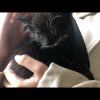 Images de profil de Nawel - Blooming Pets - Petsitting et garde d'animaux à domicile