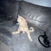 Images de profil de Nawel - Blooming Pets - Petsitting et garde d'animaux à domicile