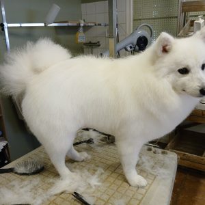 Images de profil de Nelly - Blooming Pets - Petsitting et garde d'animaux à domicile