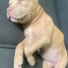 Images de profil de Nesly - Blooming Pets - Petsitting et garde d'animaux à domicile