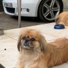 Images de profil de Nesly - Blooming Pets - Petsitting et garde d'animaux à domicile