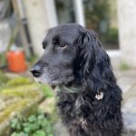 Pearl Mon Chien  Croisé Femelle stérilisée - Garde d'animaux à domicile