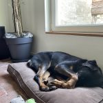 Mirza Mon Chien  Beauceron Femelle - Garde d'animaux à domicile
