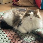 Kyo Mon Chat  Norvégien Mâle stérilisé - Garde d'animaux à domicile
