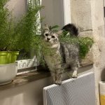 Uindy Mon Chat  Maine Coon Femelle - Garde d'animaux à domicile