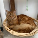 Unix Mon Chat  Maine Coon Mâle - Garde d'animaux à domicile