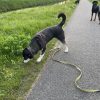 Images de profil de Charlyne - Blooming Pets - Petsitting et garde d'animaux à domicile