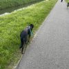 Images de profil de Charlyne - Blooming Pets - Petsitting et garde d'animaux à domicile