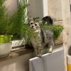 Images de profil de Charlyne - Blooming Pets - Petsitting et garde d'animaux à domicile
