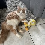 Willow Mon Chat  Croisé Mâle - Garde d'animaux à domicile