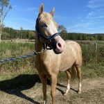 Fury Mon Cheval  Quarter Horse Hongre - Garde d'animaux à domicile