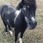 Mouse Mon Poney  Shetland Hongre - Garde d'animaux à domicile