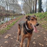 Sky Mon Chien  Beauceron Mâle - Garde d'animaux à domicile