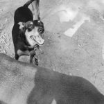 Ode Mon Chien  Pinscher Autrichien à Poil Court Femelle - Garde d'animaux à domicile