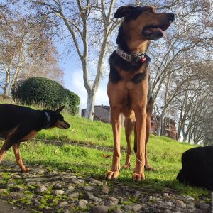 Images de profil de Nicolas - Blooming Pets - Petsitting et garde d'animaux Ă domicile
