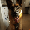 Images de profil de Nicoline - Blooming Pets - Petsitting et garde d'animaux à domicile