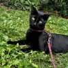 Images de profil de Nicoline - Blooming Pets - Petsitting et garde d'animaux à domicile