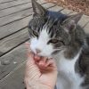 Images de profil de Nicole - Blooming Pets - Petsitting et garde d'animaux à domicile