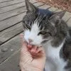Images de profil de Nicole - Blooming Pets - Petsitting et garde d'animaux Ă domicile