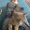 Images de profil de Nicole - Blooming Pets - Petsitting et garde d'animaux Ă domicile