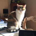 Ashoka Mon Chat  Européen Femelle - Garde d'animaux à domicile