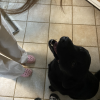 Images de profil de Nina - Blooming Pets - Petsitting et garde d'animaux à domicile