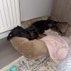 Images de profil de Justine - Blooming Pets - Petsitting et garde d'animaux à domicile