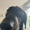 Images de profil de Justine - Blooming Pets - Petsitting et garde d'animaux à domicile