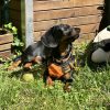 Images de profil de Justine - Blooming Pets - Petsitting et garde d'animaux à domicile