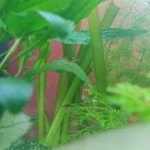 30 Poissons - 30 Litres Mon Aquarium d’eau douce    - Garde d'animaux à domicile