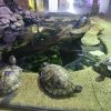 Images de profil de Noémie - Blooming Pets - Petsitting et garde d'animaux à domicile