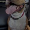 Images de profil de Nohann - Blooming Pets - Petsitting et garde d'animaux à domicile