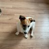 Images de profil de Nohann - Blooming Pets - Petsitting et garde d'animaux à domicile