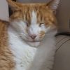 Images de profil de Nolwenn - Blooming Pets - Petsitting et garde d'animaux à domicile