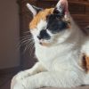 Images de profil de Nolwenn - Blooming Pets - Petsitting et garde d'animaux à domicile