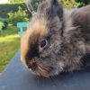 Images de profil de Nolwenn - Blooming Pets - Petsitting et garde d'animaux à domicile