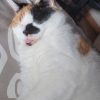 Images de profil de Nolwenn - Blooming Pets - Petsitting et garde d'animaux à domicile