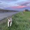 Images de profil de Océane - Blooming Pets - Petsitting et garde d'animaux à domicile