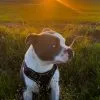 Images de profil de Océane - Blooming Pets - Petsitting et garde d'animaux à domicile
