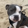 Images de profil de Océane - Blooming Pets - Petsitting et garde d'animaux à domicile
