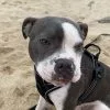 Images de profil de Océane - Blooming Pets - Petsitting et garde d'animaux à domicile